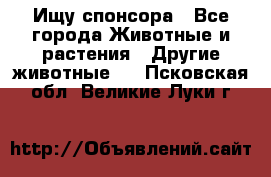 Ищу спонсора - Все города Животные и растения » Другие животные   . Псковская обл.,Великие Луки г.